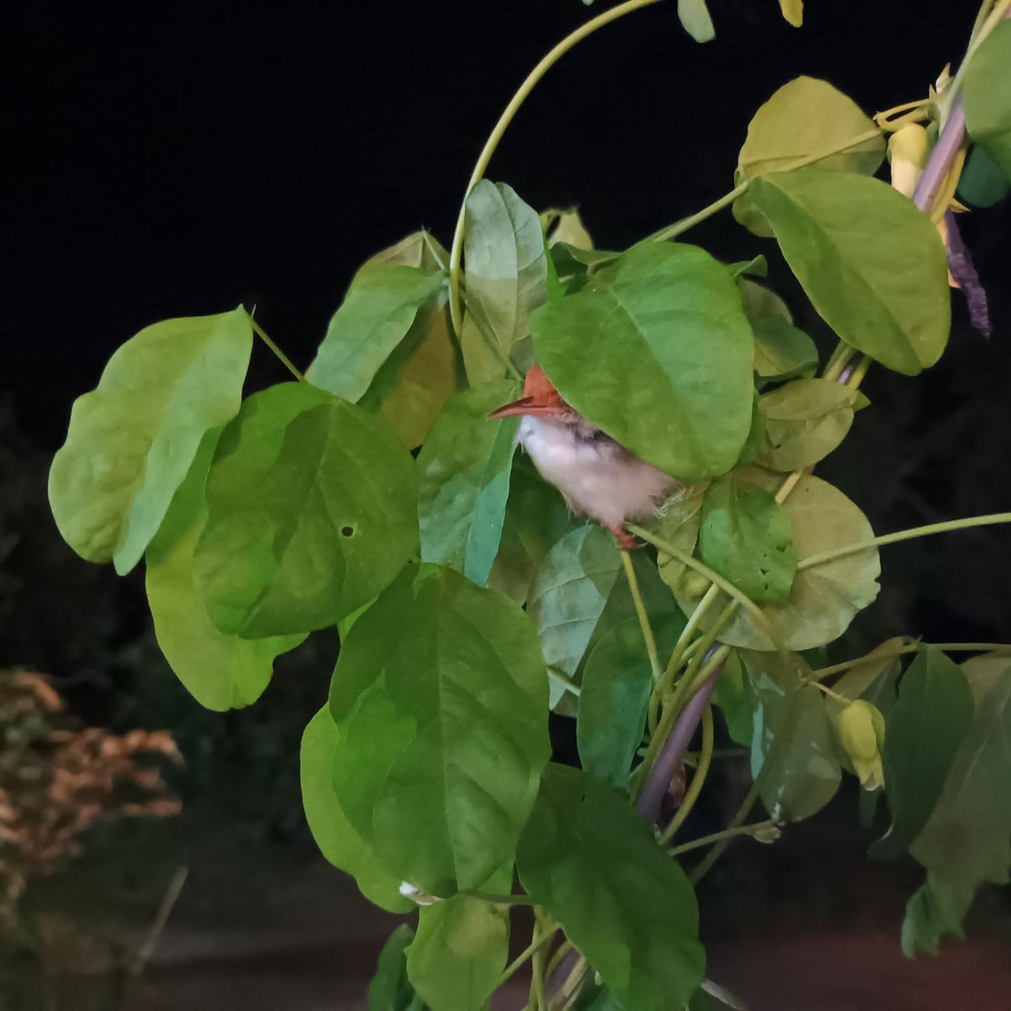 Sigiri Arana Sigiriya Hotell Exteriör bild